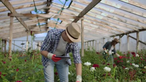 Modern small flower growing business. Colleagues florists work together with tablet computers in a greenhouse. 2 modern gardeners inspect flower buds together. — Stock Video