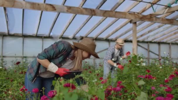 Arbeiter mit Tablette nahe der Rose im Gewächshaus. zwei schöne junge lächelnde Mädchen und ein Mann, Arbeiter mit Tablette in der Nähe von Rose im Gewächshaus. — Stockvideo