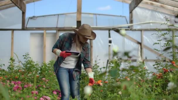 En florist med en Tablet PC går i ett växthus och revisioner och kontroller blommor för små företag redovisning, touch och titta på växter. — Stockvideo