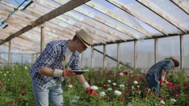 Petite entreprise moderne de culture de fleurs. Collèges fleuristes travaillent ensemble avec des ordinateurs tablettes dans une serre. 2 jardiniers modernes inspectent les boutons de fleurs ensemble . — Video