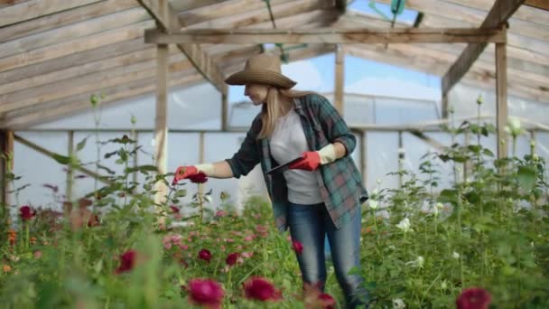 Tablet bilgisayarlı bir çiçekçi serada yürür ve küçük işletme muhasebesi, dokunma ve saat bitkileri için çiçekleri denetler ve kontrol eder.. — Stok video