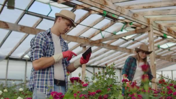 Colegas floristas trabajan junto con tabletas en un invernadero de cultivo de rosas. Pequeña empresa haciendo trabajo en equipo de verificación de flores en una tableta a través de Internet — Vídeo de stock