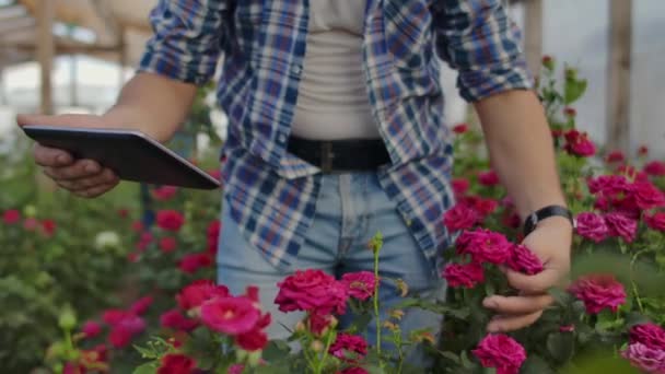 Teamarbeit der Kollegen Moderne Rosenbauern gehen durch das Gewächshaus mit einer Blumenplantage, berühren die Knospen und berühren den Bildschirm des Tablets. — Stockvideo
