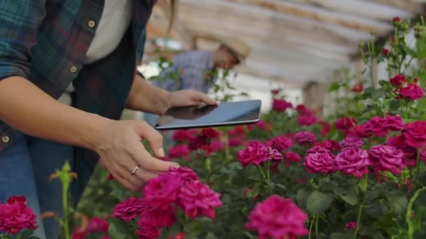 タブレットコンピュータを持つ男女2人がバラのプランテーションの温室で花を検査します。クローズアップ - 花屋の手のアップ — ストック動画