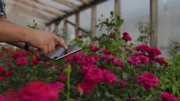 Close-up van de handen van een boer zakenman aanraken van de rozen en gebruik je vingers te tikken op het scherm van de Tablet. De staat van bloemen controleren voor de database uitsnijden — Stockvideo