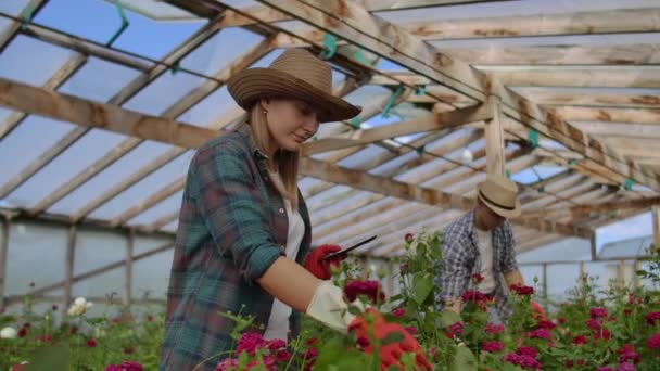 Close-up de mãos de um empresário agricultor tocando as rosas e usar os dedos para tocar na tela do tablet. Verificação do estado das flores para a base de dados de culturas — Vídeo de Stock