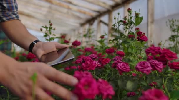 Gros plan mains jardinier fleuriste. les producteurs de roses modernes marchent dans la serre avec une plantation de fleurs, touchent les bourgeons et touchent l'écran de la tablette — Video
