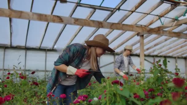 Les producteurs de roses modernes marchent dans la serre avec une plantation de fleurs, touchent les bourgeons et touchent l'écran de la tablette — Video