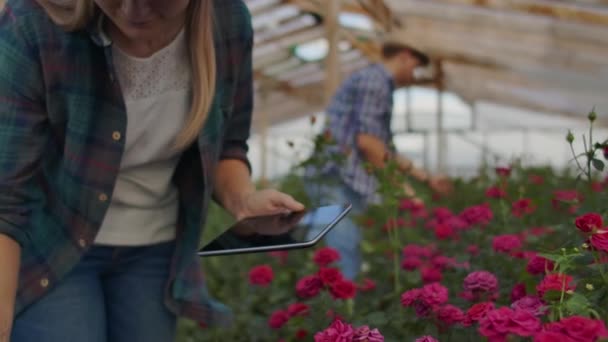 スローモーションでバラを育てる温室で女性花屋の手にクローズアップタブレット。中小企業. — ストック動画