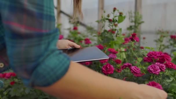 Bir serada bir kadın çiçekçinin elinde ki yakın çekim tablet yavaş çekimde gül ler yetiştiriyor. Küçük işletme. — Stok video