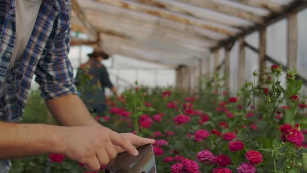 I moderni coltivatori di rose camminano attraverso la serra con una piantagione di fiori, toccano le gemme e toccano lo schermo del tablet. — Video Stock