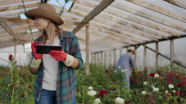 Les producteurs de roses modernes marchent dans la serre avec une plantation de fleurs, touchent les bourgeons et touchent l'écran de la tablette — Video