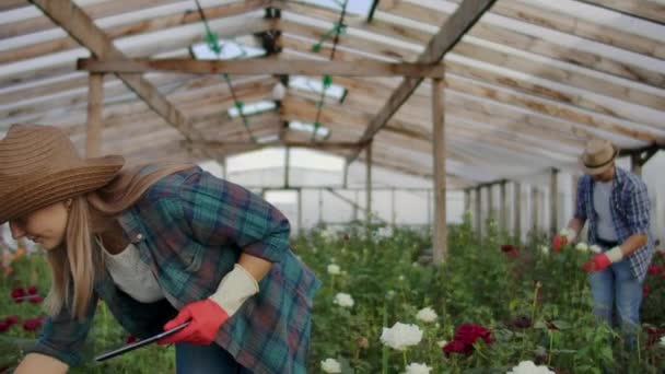 Fazendeiros modernos de rosas caminham pela estufa com uma plantação de flores, tocam os botões e tocam a tela do tablet — Vídeo de Stock