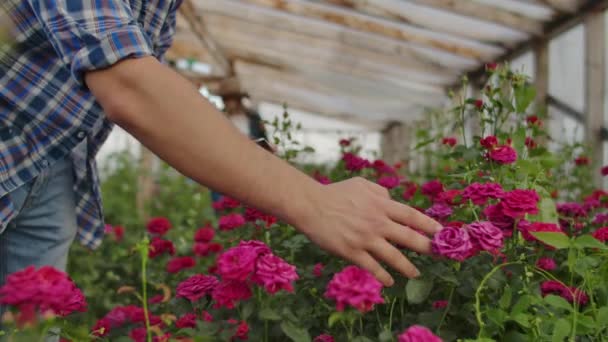 Primer plano de la mano de un jardinero masculino toca las flores y hace datos para el estudio de la cosecha de rosas. Estudio y análisis del crecimiento floral — Vídeos de Stock
