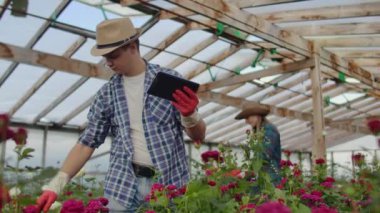 Modern gül çiftçileri çiçek bir plantasyon ile sera ile yürümek, tomurcukları dokunmak ve tablet ekrana dokunun