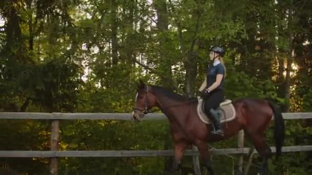 Manhã tranquila na floresta com cavalo — Vídeo de Stock