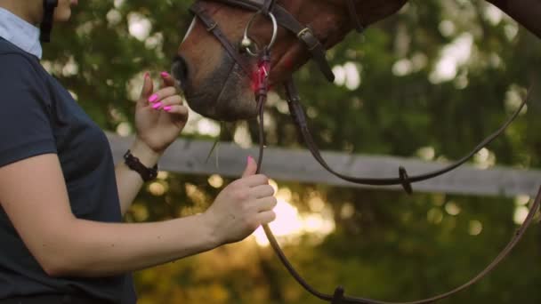 Female is stroking her horse before training — Stock Video