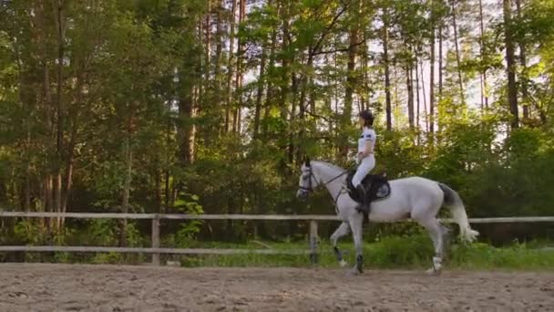 Professioneel sneller een paardrijden van paardenvrouwen — Stockvideo