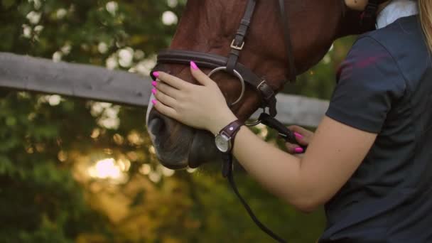 Flicka njuter av sin tid med en häst innan träning — Stockvideo