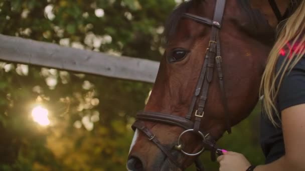 Конячка перевіряє обладнання і погладжує коня перед тренуванням — стокове відео