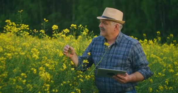 Agronómus vagy farmer Canola mezőt vizsgál. A gazda a repcemag termesztését vizsgálja a területen. A fiatalember digitális tabletet használ. Napnyugtakor. — Stock videók