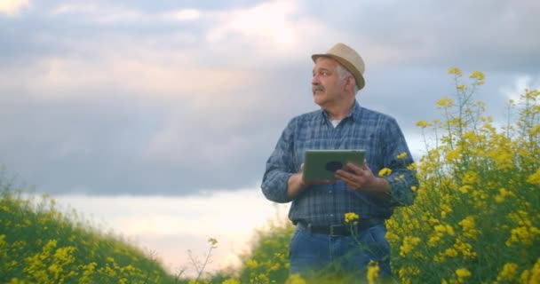 Landwirt checkt Rapsfelder mit digitaler Tablette gegen schönes gelbes Rapsfeld Ackerland, blüht auf — Stockvideo