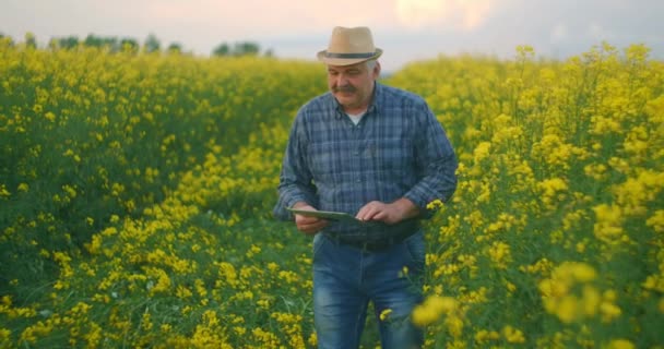 Farmer ellenőrzése Crops of Rapeseed Field digitális tabletta ellen gyönyörű sárga repce területen. Mezőgazdasági terület, virágzás — Stock videók