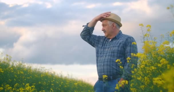 Gün batımında iş çıkışı kolza tarlasında şapkalı yaşlı bir çiftçi gün batımını seyrediyor. Kolza tarlasında bir çiftçinin portresi. İşten sonra traktör sürücüsü. — Stok video