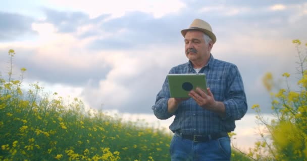 Agronomem nebo farmářem, který kontroluje Canola Field. Farmář zkoumá růst zimního řepkového semene na poli. Mladý muž používá digitální tablet. Západ slunce. — Stock video