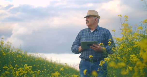 Agrónomo o agricultor inspeccionando Canola Field. Farmer examina el crecimiento de la colza de invierno en el campo. Hombre joven utiliza tableta digital. Luz solar al atardecer . — Vídeos de Stock
