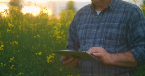 農業学者や農家が菜の花畑を調査している。農家は畑で冬の菜種の成長を調べます。若い男はデジタルタブレットを使用しています。日没の日差し. — ストック動画
