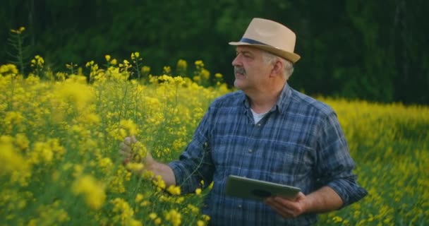 Γεωπόνος ή αγρότης που ελέγχει το χωράφι Κανόλα. Ο αγρότης εξετάζει την ανάπτυξη της χειμερινής ελαιοκράμβης στον αγρό. Ο νεαρός χρησιμοποιεί ψηφιακή πλακέτα. Ηλιοβασίλεμα. — Αρχείο Βίντεο