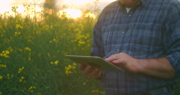 Landwirt checkt Rapsfelder mit digitaler Tablette gegen schönes gelbes Rapsfeld Ackerland, blüht auf — Stockvideo