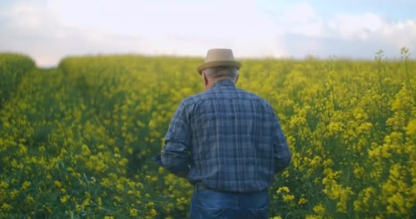 Atrás, un granjero anciano con sombrero se para al atardecer y mira a la distancia con una tableta. El concepto de una jornada laboral exitosa. Conductor de tractor en un campo de flores amarillas . — Vídeo de stock