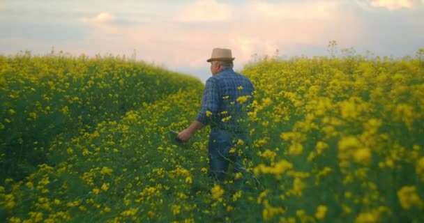 Vue de dos un homme agriculteur dans un chapeau marchant avec une tablette dans un champ de fleurs jaunes