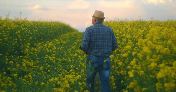 Atrás, un granjero anciano con sombrero se para al atardecer y mira a la distancia con una tableta. El concepto de una jornada laboral exitosa. Conductor de tractor en un campo de flores amarillas . — Vídeos de Stock