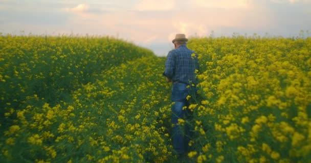 Dos d'un agriculteur âgé dans un chapeau se tient au coucher du soleil et regarde au loin avec un ordinateur tablette. Le concept d'une journée de travail réussie. Chauffeur de tracteur dans un champ de fleurs jaunes. — Video