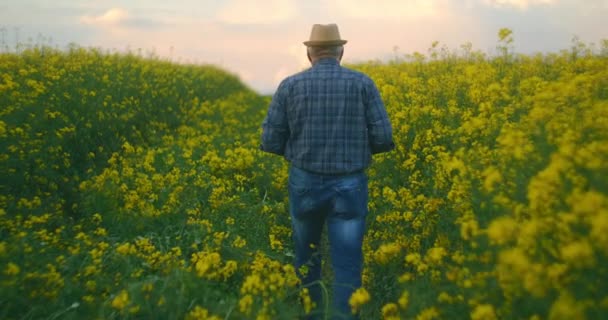 黄色の花のフィールドにタブレットで歩く帽子の男の農家からの眺め — ストック動画