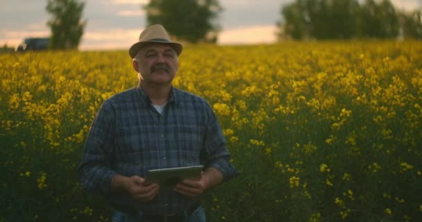 Un granjero anciano utiliza una tableta al atardecer bajo la luz del sol en un campo de flores amarillas — Vídeos de Stock