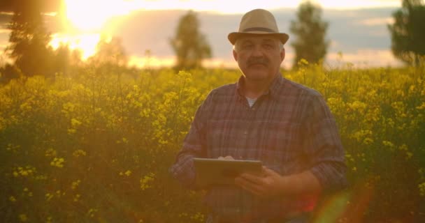 Un granjero anciano utiliza una tableta al atardecer bajo la luz del sol en un campo de flores amarillas — Vídeos de Stock