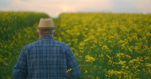 Plecy starszy mężczyzna rolnik w kapeluszu stoi o zachodzie słońca i patrzy w oddali z tabletu. Koncepcja udanego dnia pracy. Kierowca ciągnika w polu żółtych kwiatów. — Wideo stockowe