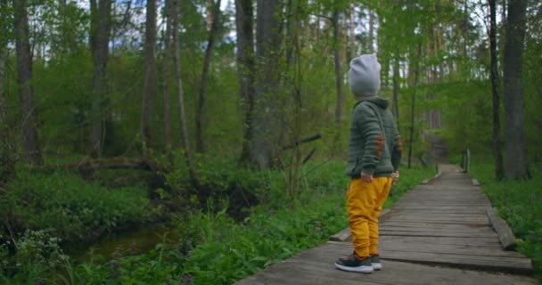 Ένα ενεργό αγόρι περπατά σε ένα ξύλινο μονοπάτι μέσα στο δάσος και μελετά και βλέπει το δάσος. Η περιπέτεια ενός νεότερου — Αρχείο Βίντεο