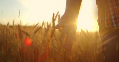 Gün batımında buğday tarlasında yürüyen yaşlı çiftçi elleriyle buğday kulaklarına dokunuyor. Tarım kavramı. Olgun buğday üzerinde hareket eden erkek kol çayırda büyüyor..