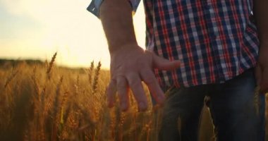 Çiftçilerin eli gün batımında buğday kulağına dokunur. Tarım uzmanı olgunlaşmış buğday tarlasını inceliyor. Gün batımında buğday tarlasında çiftçi. tarım kavramı. tarımsal iş.
