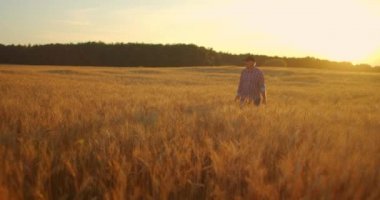 Gün batımında buğday tarlasında yürüyen yaşlı çiftçi elleriyle buğday kulaklarına dokunuyor. Tarım kavramı. Olgun buğday üzerinde hareket eden erkek kol çayırda büyüyor..