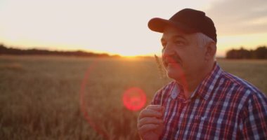 Gün batımında elinde bir buğday ya da çavdar fırçası olan yaşlı çiftçinin yakından bakıp gün batımında aromanın tadını yavaş çekerken görüntüsü.
