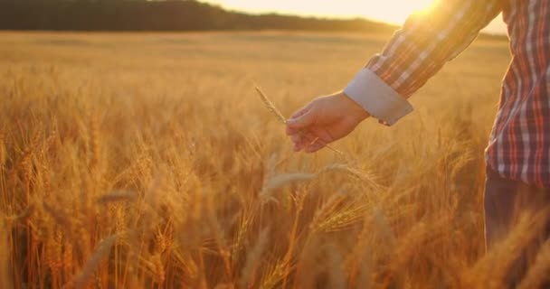 Gros plan d'un agriculteur adulte âgé tenant un épillets avec une brosse de blé ou de seigle dans ses mains au coucher du soleil regardant attentivement étudier et renifler en profitant de l'arôme au ralenti au coucher du soleil — Video