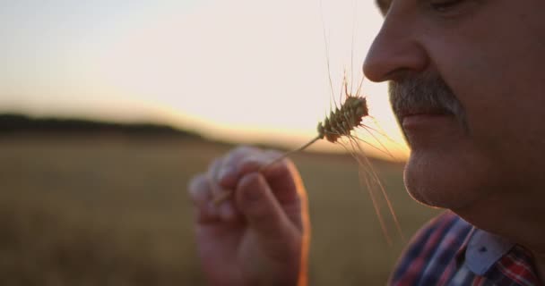 Detailní záběr dospělého farmáře držícího v ruce bodec s pšeničným nebo žitným štětcem při západu slunce, jak pozorně studuje a čichá a vychutnává vůni ve zpomaleném filmu při západu slunce — Stock video