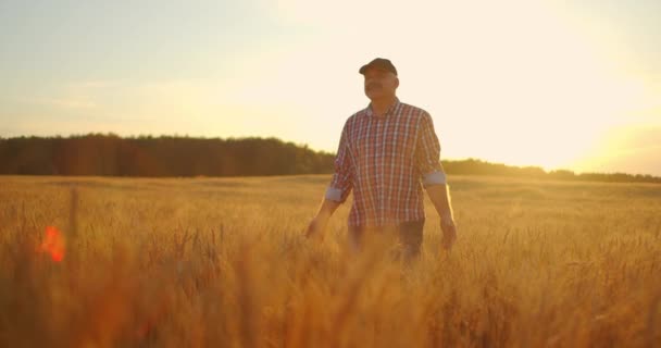 Man agronomist bonde i gyllene vetefält vid solnedgången. Man tittar på öronen av vete, bakifrån. Jordbrukarnas hand vidrör veteörat vid solnedgången. Jordbrukaren inspekterar ett fält av moget vete. — Stockvideo