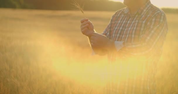 Agricultor adulto sênior toma as mãos sobre os picos de trigo e examina-los enquanto estuda ao pôr do sol em um boné em câmera lenta — Vídeo de Stock